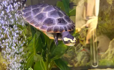 Turtle with tank, View more