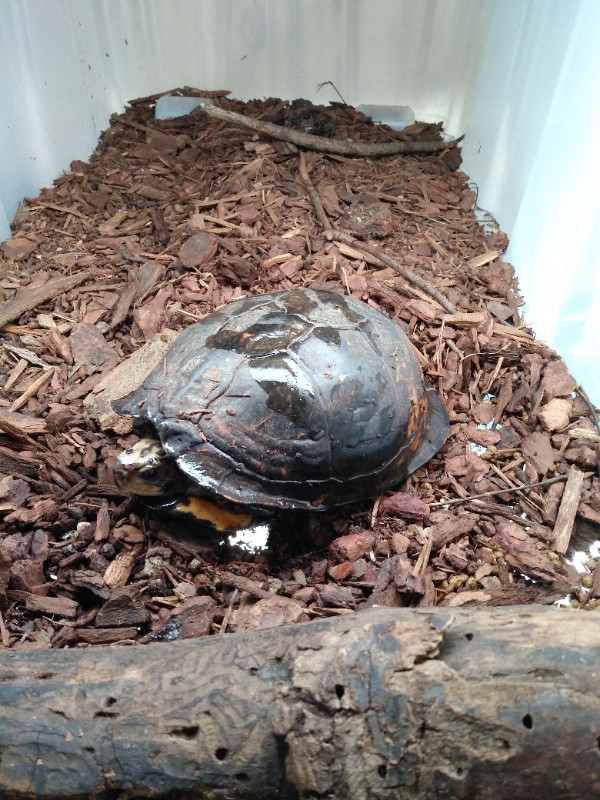 Gulf coast box turtle trio dans Reptiles et amphibiens à adopter  à Ouest de l’Île - Image 2