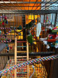 Two green cheek conures for sale. Kermit and Bella