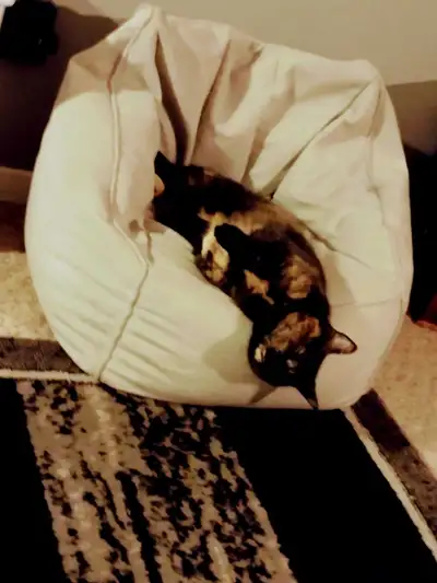 2 spayed sisters in need of FUREVER HOME!, View more