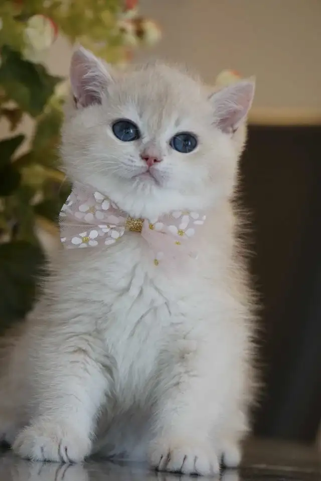 Purebred British shorthair kittens TICA. . in Cats & Kittens for Rehoming in City of Montréal - Image 8