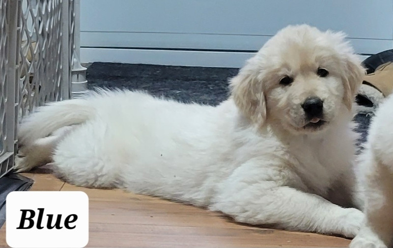 SOLD OUT!! Golden Retriever/Great Pyrenees puppies for sale! Dogs