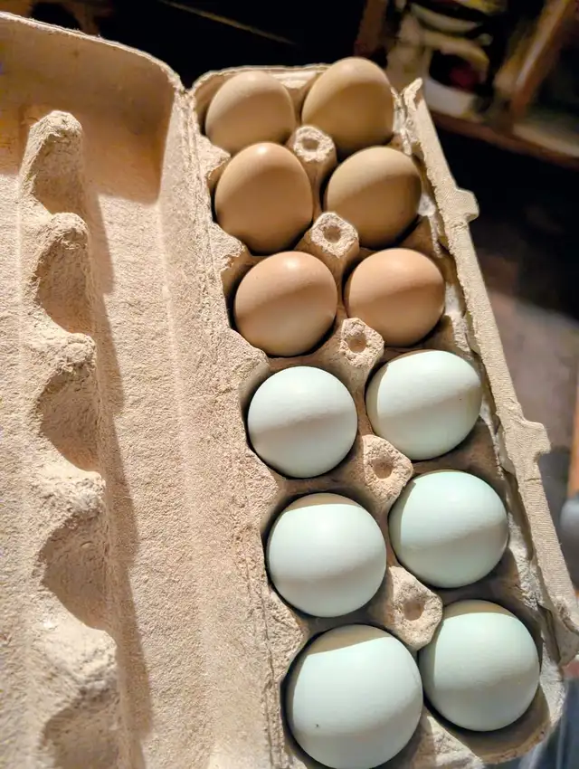 fresh Farm egg's 441075153639188482