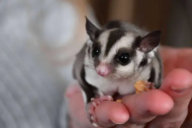 phalangers volants sugar glider  in Small Animals for Rehoming in Lanaudière - Image 7