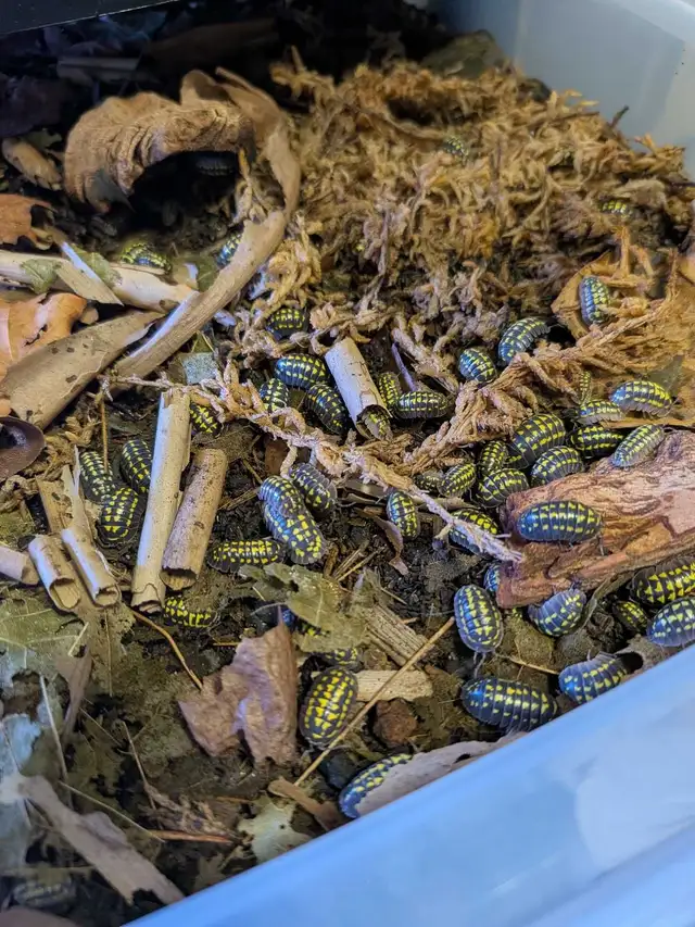 Gaint Yellow Spotted Isopods