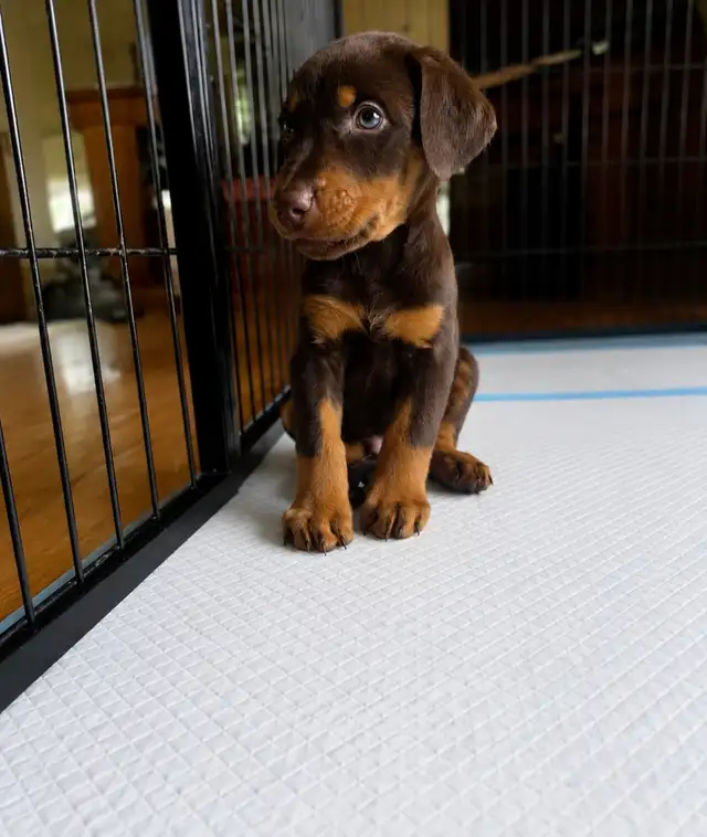 RED MALE DOBERMAN ONLY 3 LEFT in Dogs & Puppies for Rehoming in Calgary - Image 5