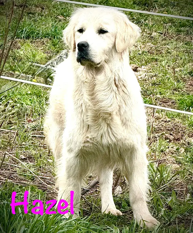 English Cream Golden Retriever Puppies CKC registered in Dogs & Puppies for Rehoming in Oakville / Halton Region - Image 5