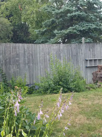 free used wood fence 8 feet high, View more