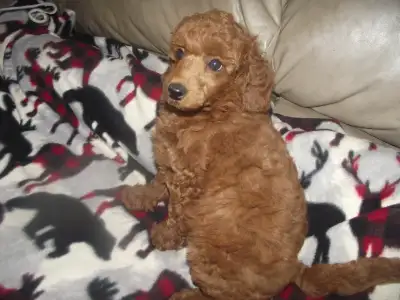 CKC POODLES, View more
