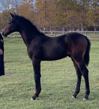 Hanoverian warmblood yearling gelding 