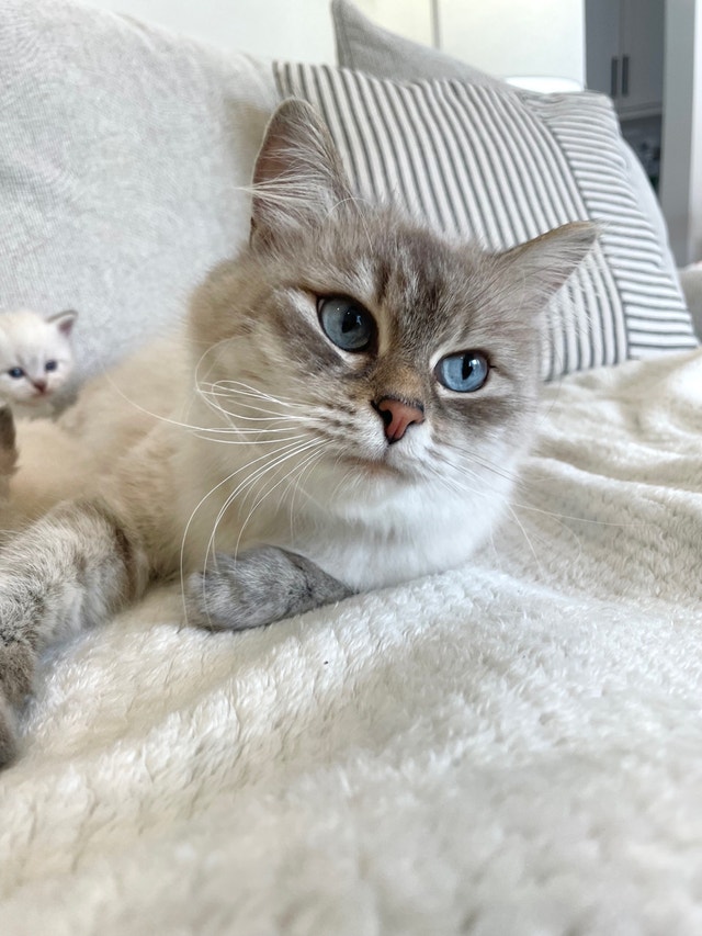 Purebred Siberian Kittens- hypoallergenic | Cats & Kittens for Rehoming