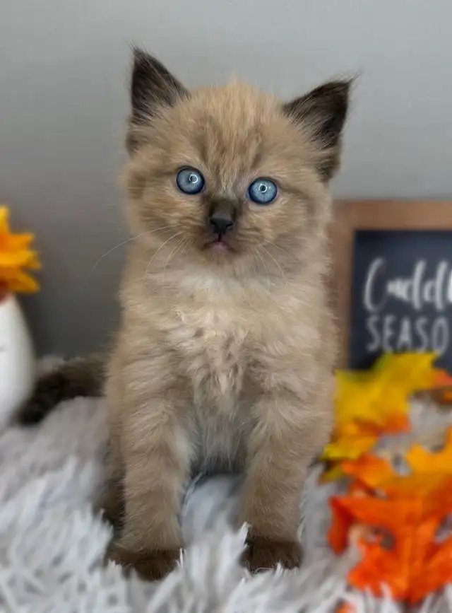 TICA Registered Ragdoll Kittens | Cats & Kittens for Rehoming | Guelph ...