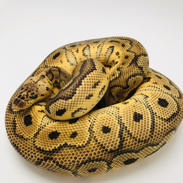 MUST GO! Male Pastel Spotnose Clown in Reptiles & Amphibians for Rehoming in Kelowna - Image 3