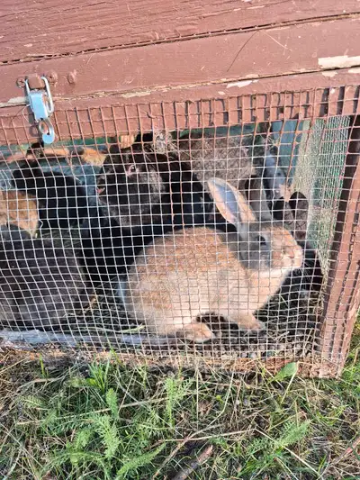 8 week old bunnies! Flemish Giant/New Zealand/Rex mix. Males and females. Great for breeding or pets...