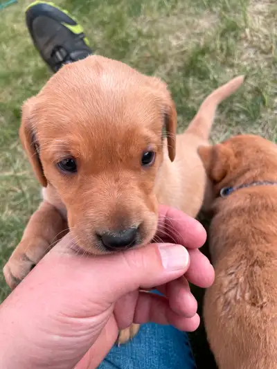 Yellow Labrador Puppies, View more