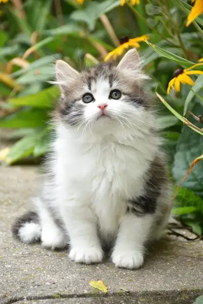 Siberian forest kittens, View more