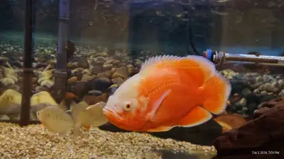 Lemon oscar fish for sale , View more