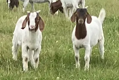Boer Bucklings for sale !, View more