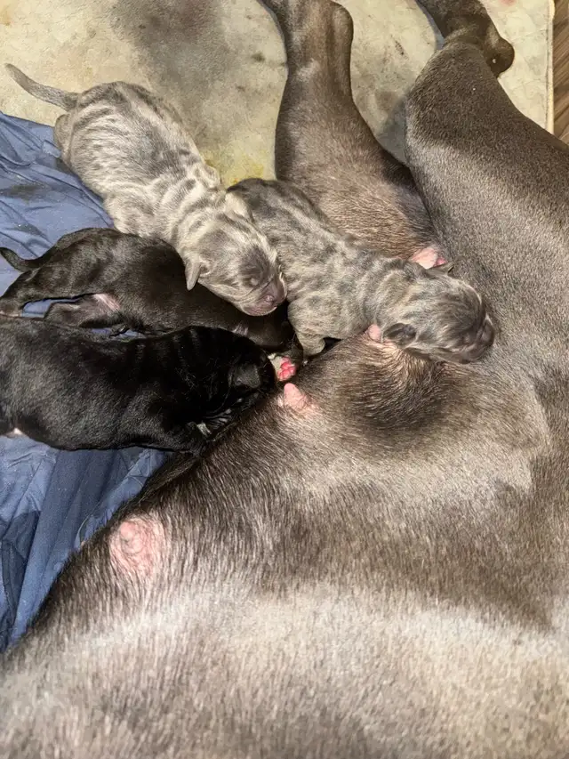 cane corso puppy  in Dogs & Puppies for Rehoming in Whitehorse - Image 2