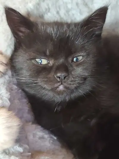 ❤️❤️ Purebred Scottish fold/straight kittens, View more