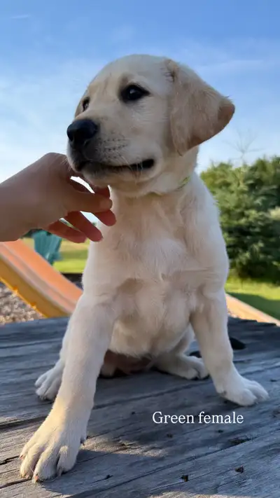 ONLY 2 Female Purebred Yellow Labrador Puppies, View more