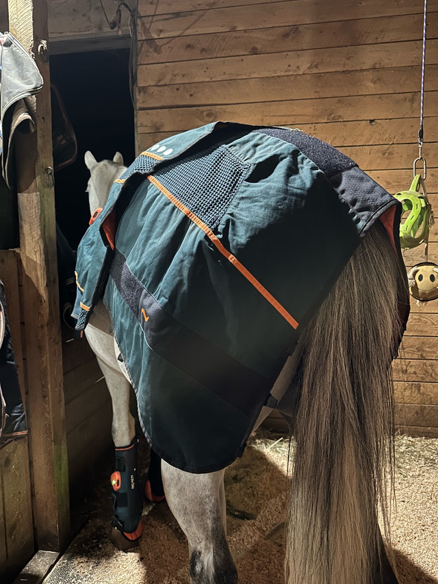 Bemer Sessions in Equestrian & Livestock Accessories in Bedford