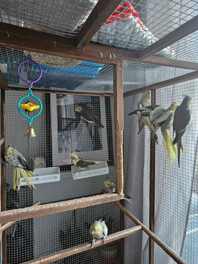 COCKATIELS MALE AND FEMALE  in Birds for Rehoming in Winnipeg - Image 2
