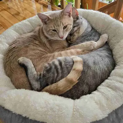 Bien lire la description. 2 frères mâles à adopter ensemble. Je ne veux pas les séparer. Ils auront...