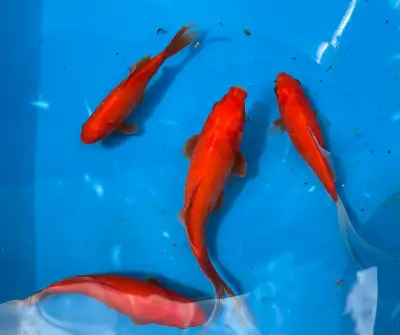 15 goldfish for sale, ranging in sizes between 2-6”. Most are 4-6”. My pond is currently under maint...