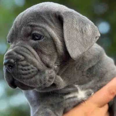 Cane  Corso Puppies! Champion Bloodlines!, View more
