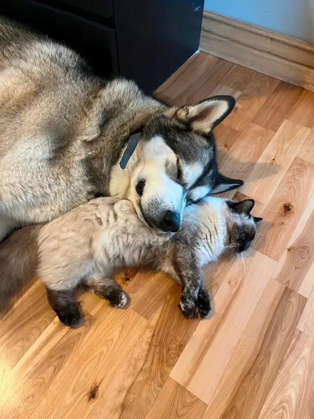Male Alaskan Malamute/Malamute d’Alaska mâle in Dogs & Puppies for Rehoming in Gatineau - Image 6