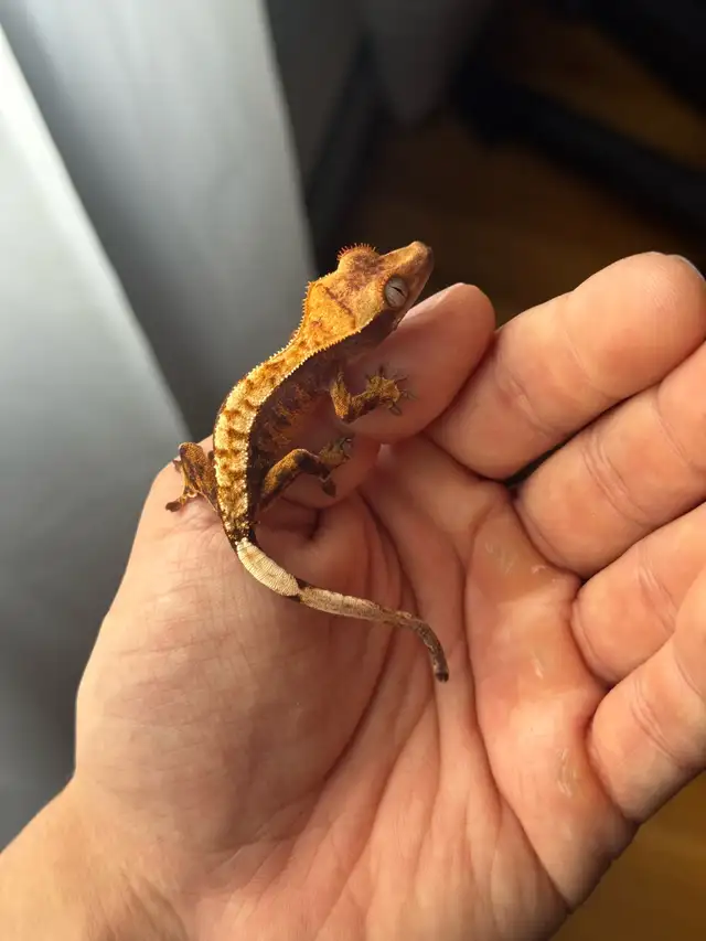 Tri-Color Extreme Harlequin Crested Gecko in Reptiles & Amphibians for Rehoming in City of Montréal - Image 11