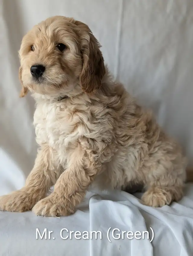 F1 MINATURE GOLDENDOODLE PUPPIES in Dogs & Puppies for Rehoming in Winnipeg - Image 2