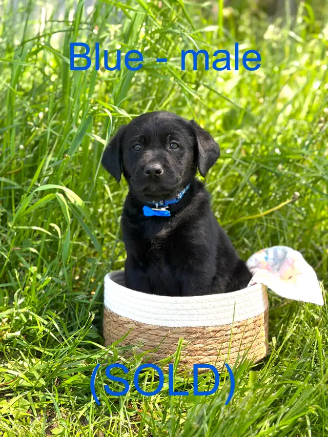 Golden Retriever X Labrador Puppies (SOLD) in Dogs & Puppies for Rehoming in Owen Sound - Image 4