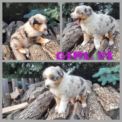 Australian Sheppard puppies, View more
