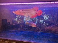 240 gallon fish tank for sale! With fish