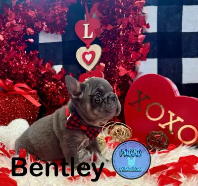 French Bulldog Puppies, View more