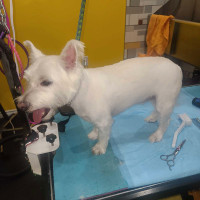 Pet grooming and boarding in Scarborough 