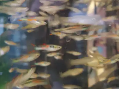 Guppies, View more