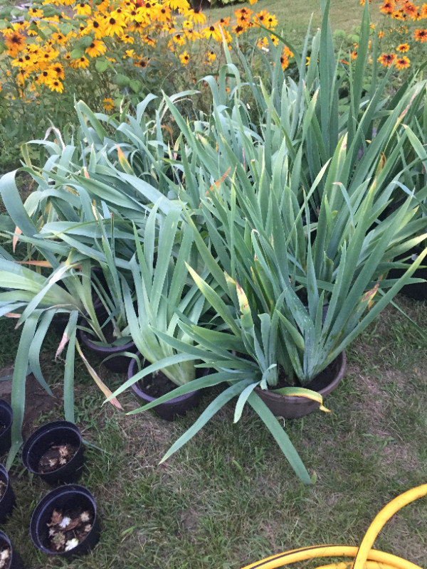 Perennial - Iris in Plants, Fertilizer & Soil in Oshawa / Durham Region - Image 3