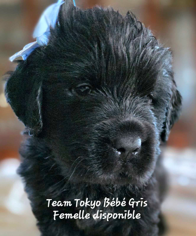 chiots Terre-Neuve,  Newfoundland puppies dans Chiens et chiots à adopter  à Val-d'Or - Image 4