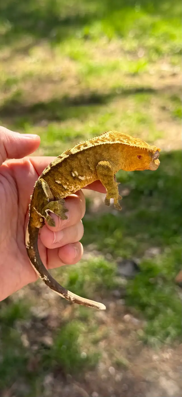 adulte mâle gecko à crête in Reptiles & Amphibians for Rehoming in Laurentides - Image 7