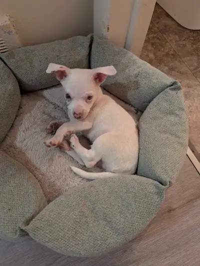 Chihuahua pup, View more