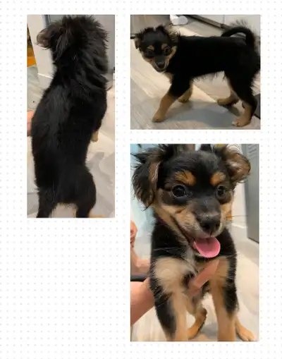 Puppies for Sale, View more
