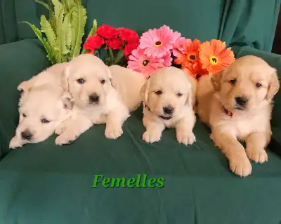 chiot golden retriever pure race, View more