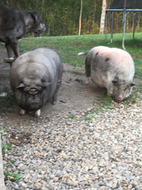 Two free pot belly pigs