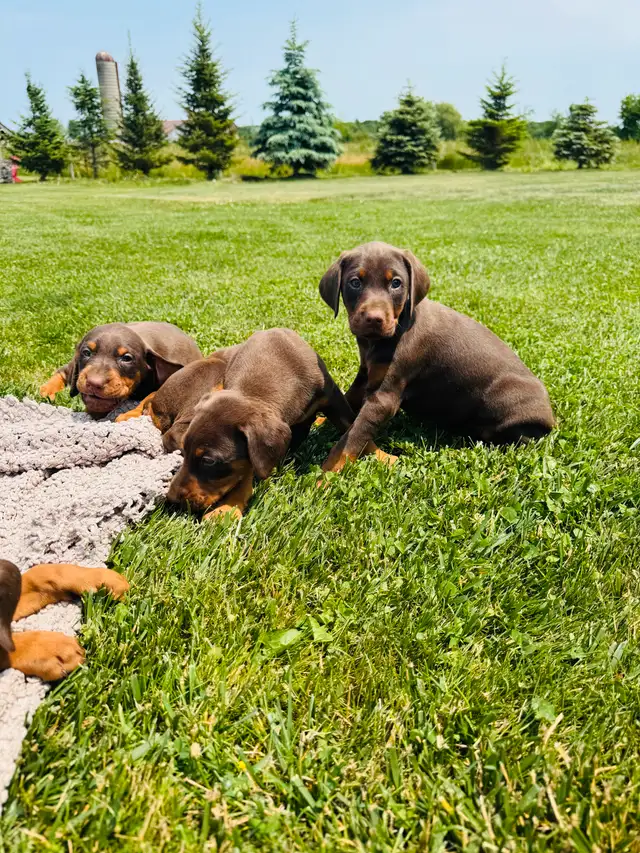 European Doberman Puppies in Dogs & Puppies for Rehoming in Hamilton - Image 7