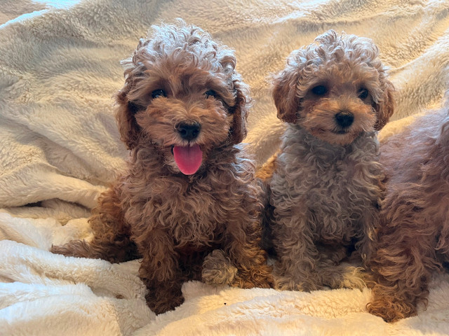 Maltipoo in Dogs & Puppies for Rehoming in Markham / York Region - Image 2
