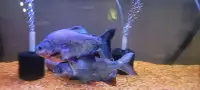 Pair of Large Pacus