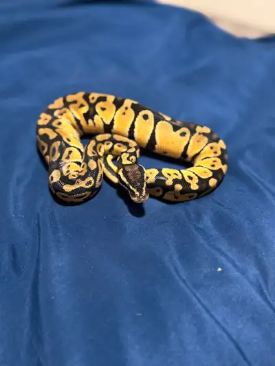 Male & Female Het Desert Ghost Breeding Project, View more